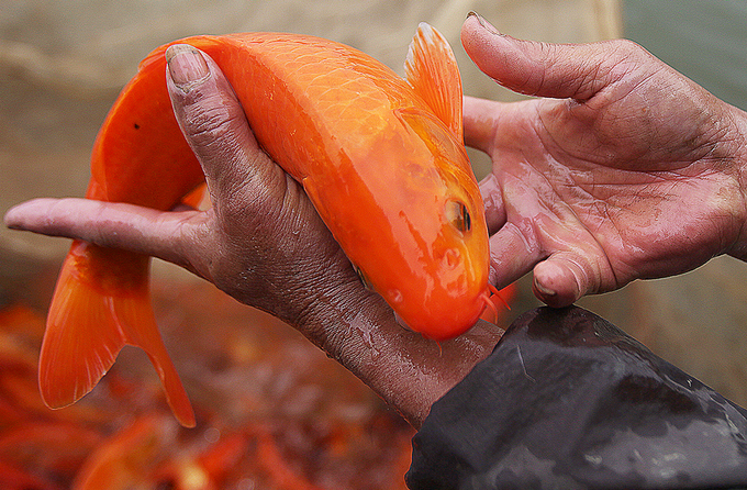 Làng cá chép đỏ hối hả thu hoạch trước Tết Công Táo